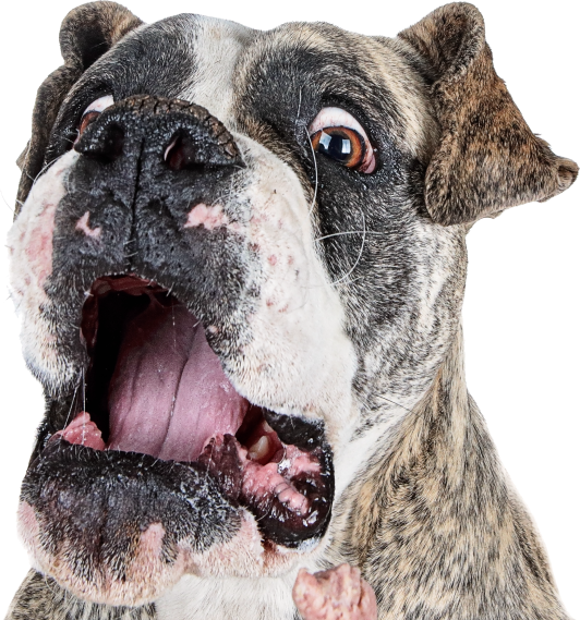 dog